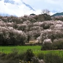 林芝旅游 缩略图 6