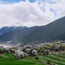 林芝旅游 缩略图 4