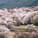 林芝旅游 缩略图 7