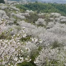 宁波旅游 缩略图 2