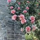 昆明旅游 缩略图 1