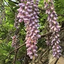 昆明旅游 缩略图 4