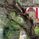黄山旅游 缩略图 3