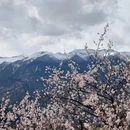 林芝旅游 缩略图 12