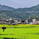 黄山旅游 缩略图 9
