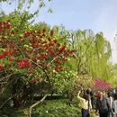 扬州旅游 缩略图 2