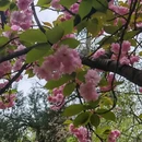武汉旅游 缩略图 8