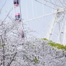 上海旅游 缩略图 8