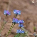 三门峡旅游 缩略图 3