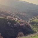 伊犁旅游 缩略图 4