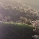 伊犁旅游 缩略图 5