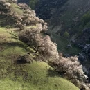 伊犁旅游 缩略图 8