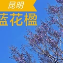 昆明旅游 缩略图 1
