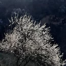 伊犁旅游 缩略图 10