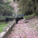 广州旅游 缩略图 3