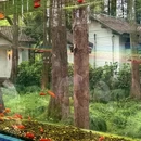 杭州旅游 缩略图 11