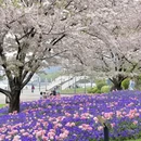 上海旅游 缩略图 1