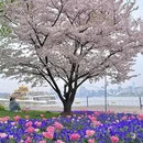 上海旅游 缩略图 8