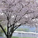 上海旅游 缩略图 15