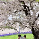 上海旅游 缩略图 16
