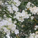 东莞旅游 缩略图 5