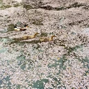 上海旅游 缩略图 2