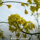 汉中旅游 缩略图 4