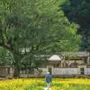 黄山旅游 缩略图 1