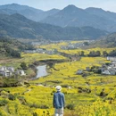 黄山旅游 缩略图 3