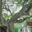 黄山旅游 缩略图 17