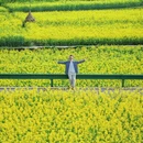 黄山旅游 缩略图 18