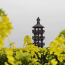 泰州旅游 缩略图 2