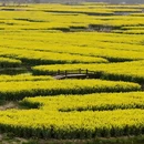 泰州旅游 缩略图 10