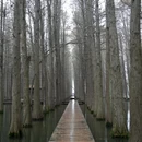黄山旅游 缩略图 7