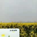 黄山旅游 缩略图 14