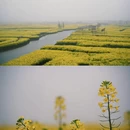黄山旅游 缩略图 16