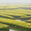 泰州旅游 缩略图 4