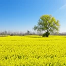 泰州旅游 缩略图 7
