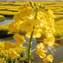 泰州旅游 缩略图 1