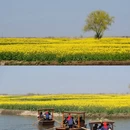 扬州旅游 缩略图 6