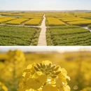 泰州旅游 缩略图 10