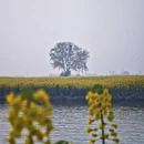扬州旅游 缩略图 3