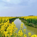 扬州旅游 缩略图 6