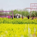 盐城旅游 缩略图 10