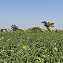 泰州旅游 缩略图 14
