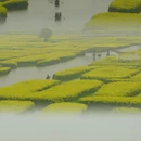 扬州旅游 缩略图 3