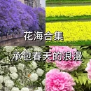 昆明旅游 缩略图 1