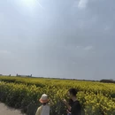 扬州旅游 缩略图 5