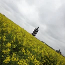泰州旅游 缩略图 14
