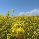 汉中旅游 缩略图 16